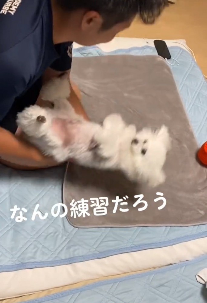 抱き上げられる犬