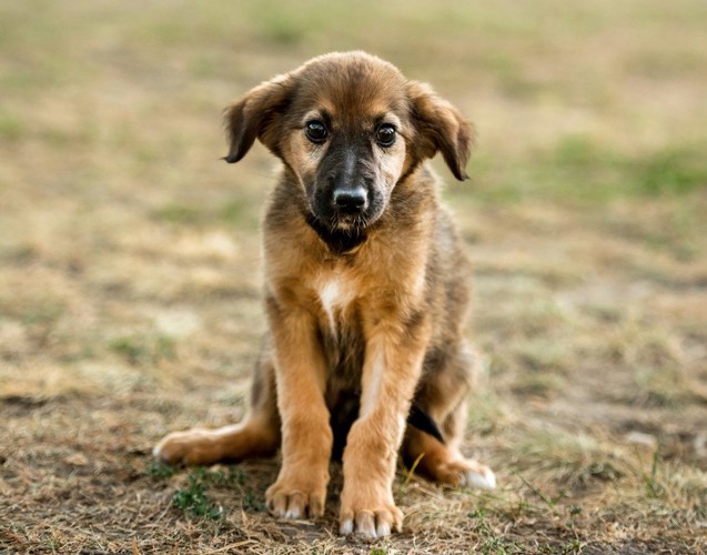 ぬいぐるみのような犬