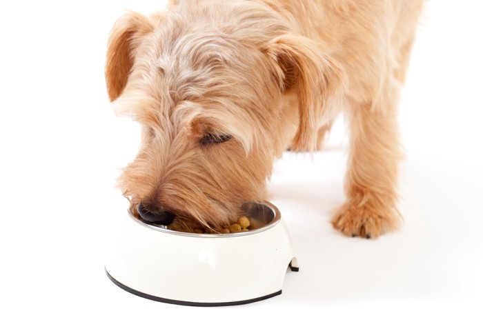 食器からフードを食べている犬
