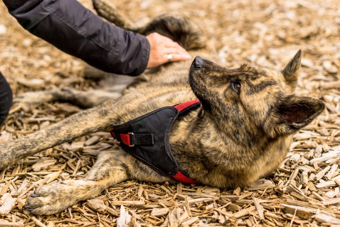 飼い主になでられてお腹を見せる甲斐犬