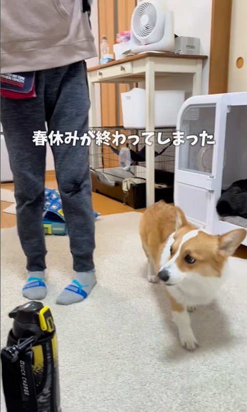 お兄ちゃんが学校に行った後のココちゃん＆ナッツちゃん