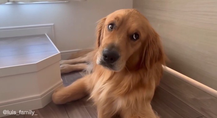 ハスキー犬に離れられて飼い主を見つめるゴールデンレトリバー