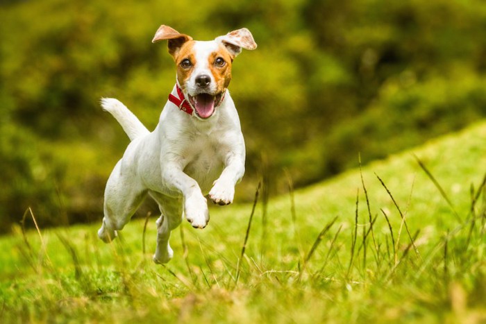 芝生の上を走っている犬