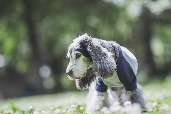 シロツメクサと洋服を着た老犬