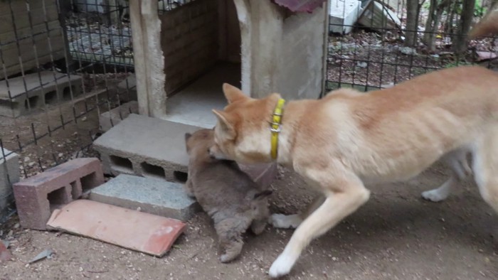 おちょくっているようにも見える親犬