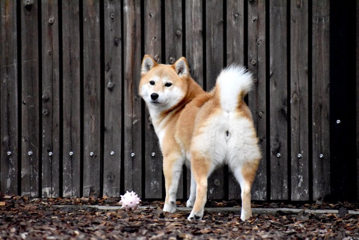 振り返る柴犬