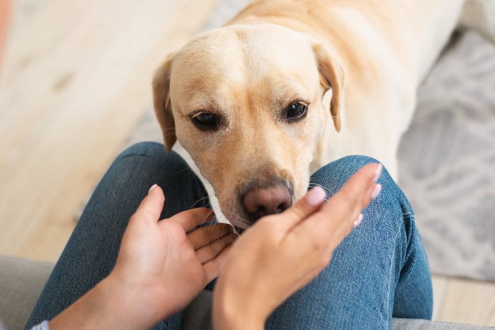 女性を嗅ぐ犬