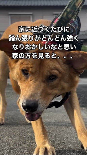 進みたくない犬