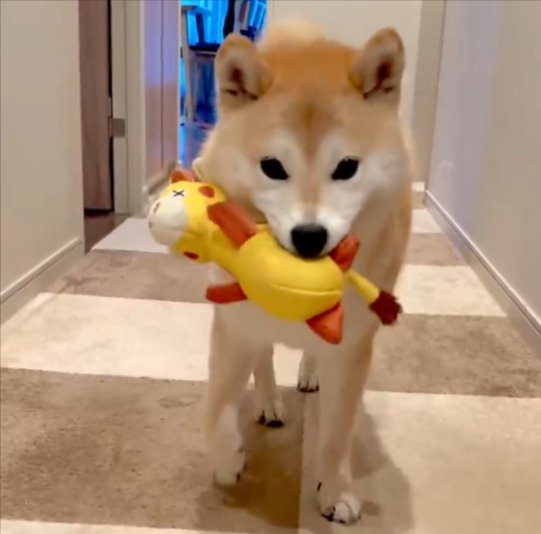 キリン