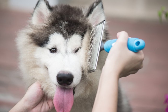 ブラシを当てられている犬