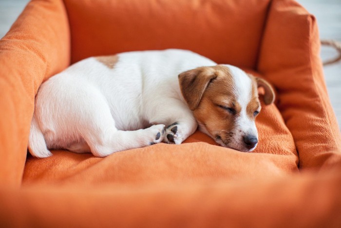 自分のベッドで寛ぐ犬