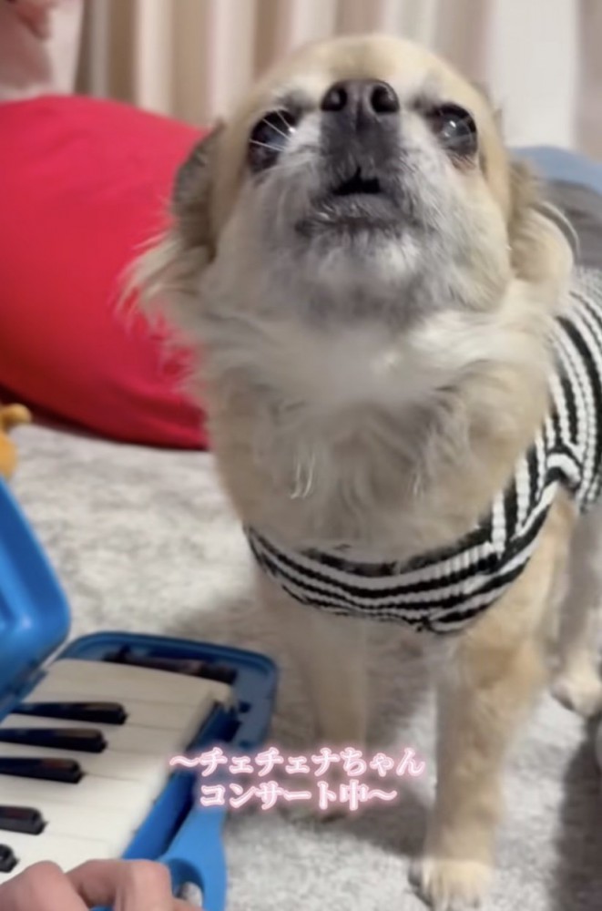 コンサート、開演