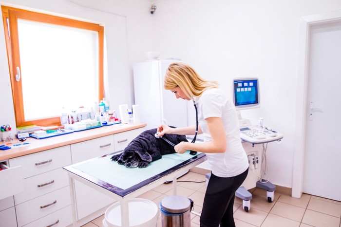 診察を受ける犬