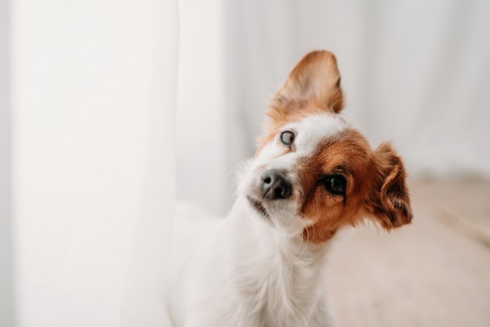 窓辺で片耳を立てる犬