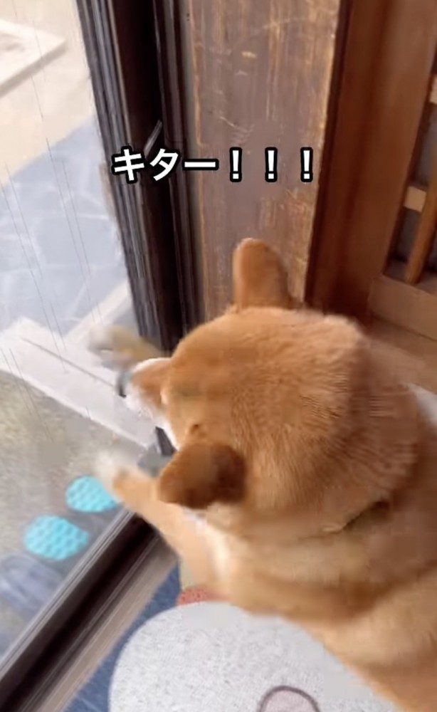 「新聞屋さんだ！！」