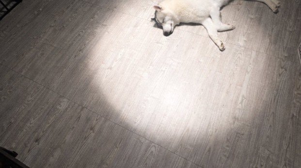 福丸くんの寝姿