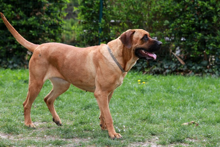 穏やかな表情で歩いている土佐犬