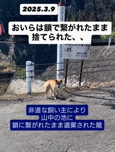遺棄されていた柴犬