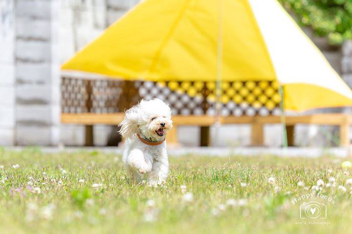 ホワイトガーデン ドッグラン写真