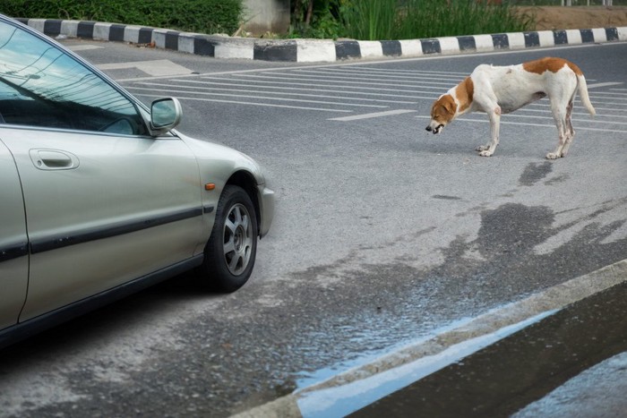 車と犬