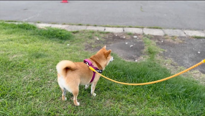 芝生の上から遠くを見つめる犬