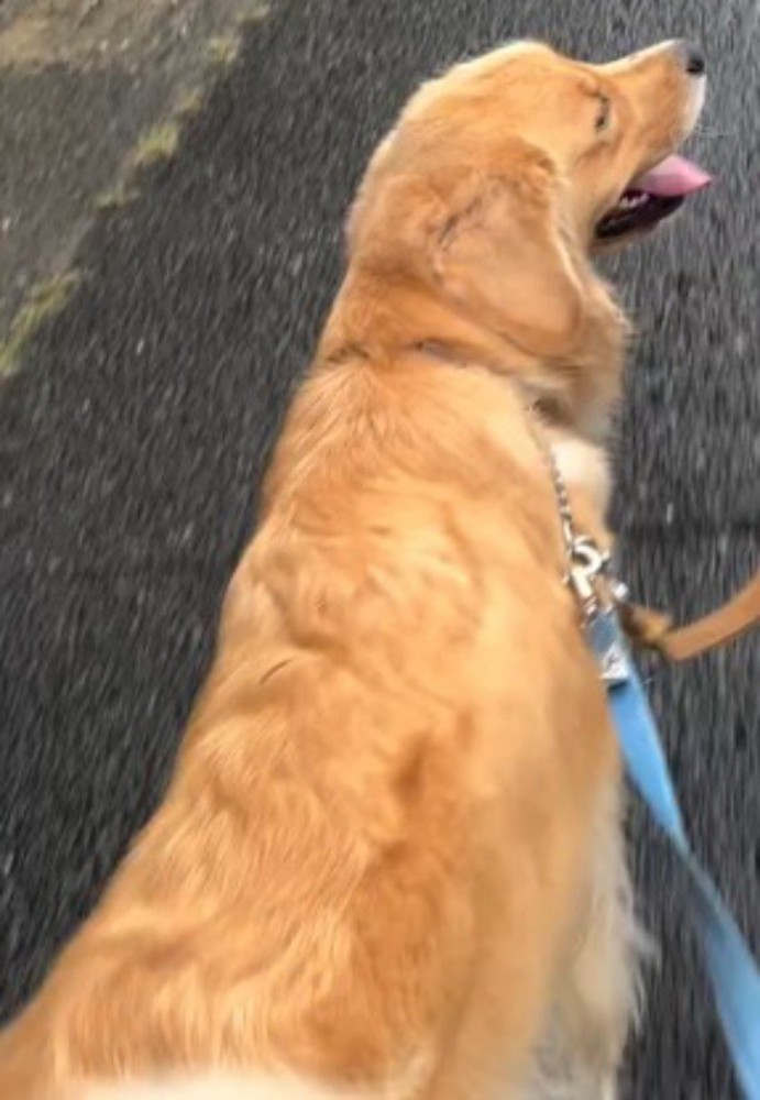 家族たちと一緒に散歩道を歩く犬