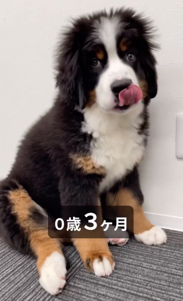 成長した子犬