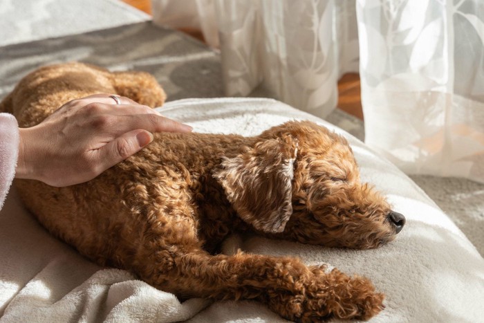 眠っている犬を撫でる手