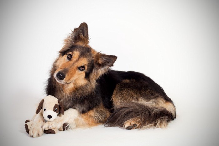 ぬいぐるみを足の間に入れる犬