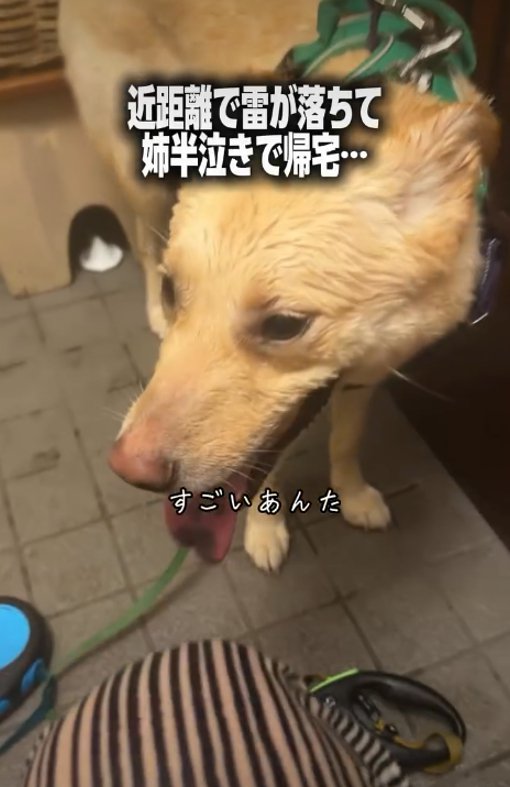 アップの犬