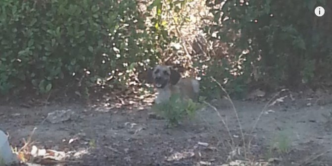 日陰で休む犬