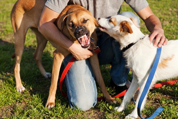 犬に舐められて怒る犬