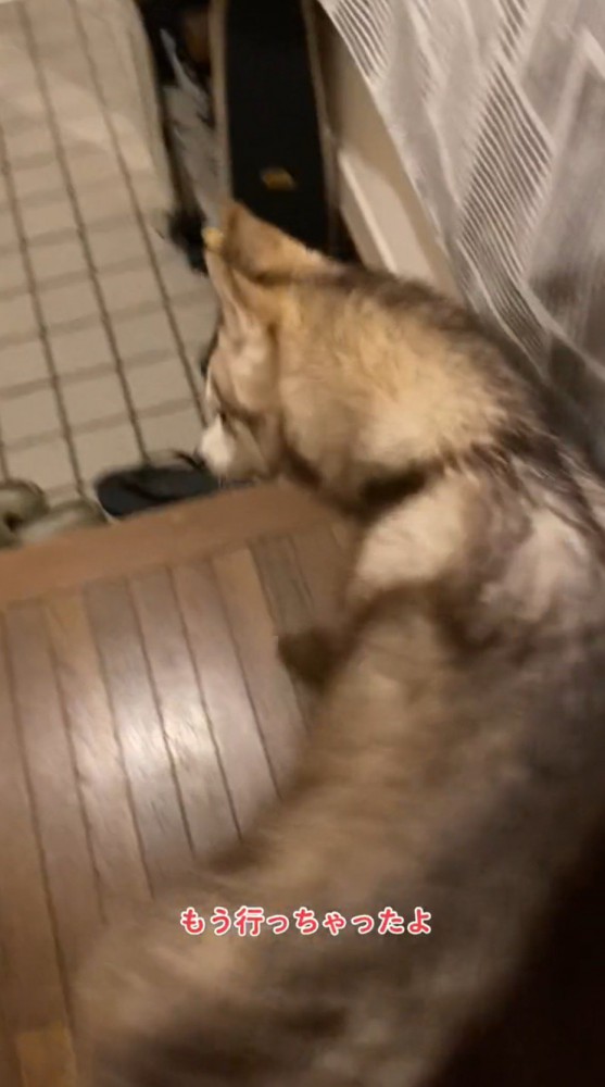 玄関の方へUターンする犬