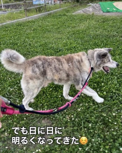 草の上を元気に歩く犬