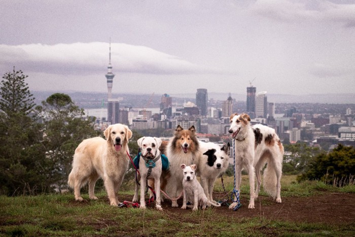 オークランドをバックにした犬たち