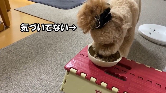 ご飯に夢中で気付きません！