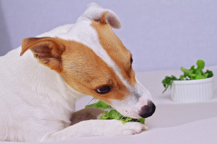 野菜を食べているジャックラッセルテリア