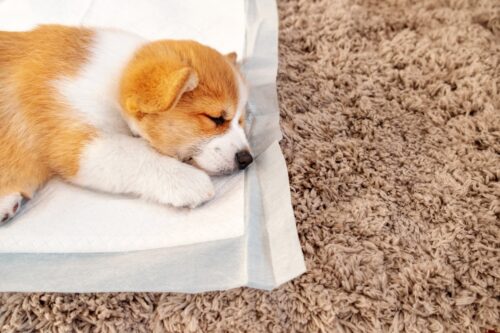 トイレで寝る犬