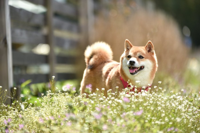 柴犬