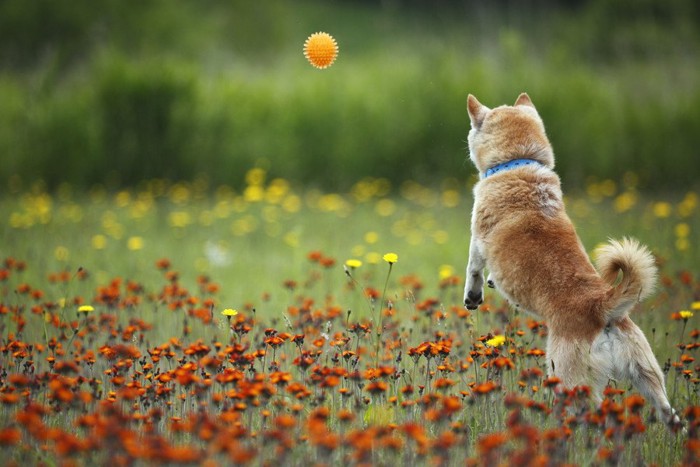 ボールを追う柴犬の後ろ姿