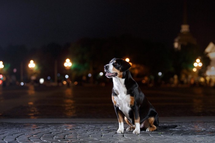 リードをせずに座る犬