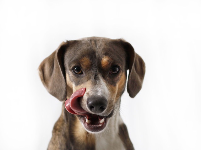 舌を出したハウンドタイプの犬