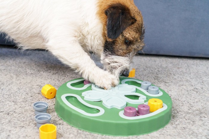 おやつを取り出そうとする犬