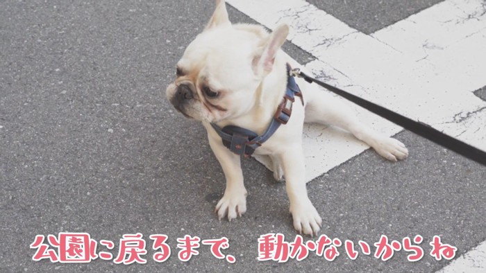 公園の外に出ても諦めません