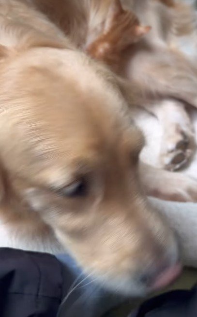 子猫の育児はベテラン級♪