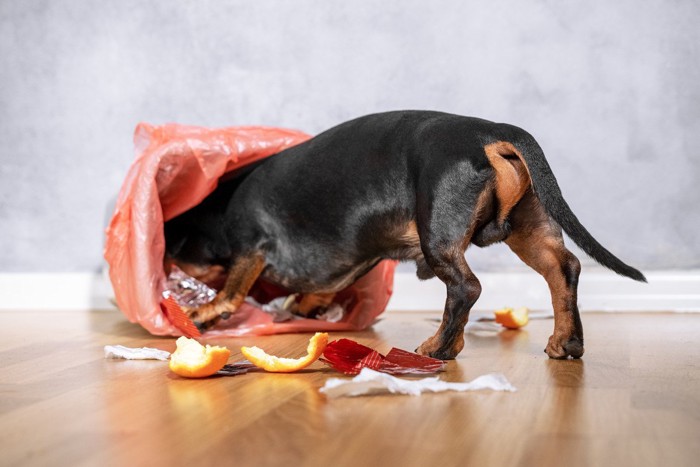 ゴミ箱を漁る犬