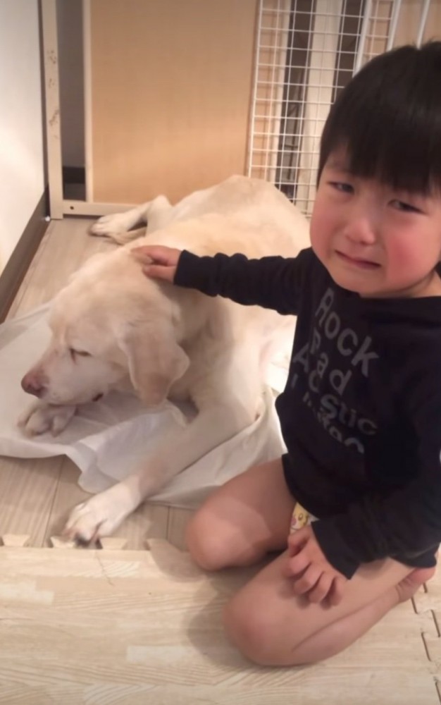 老犬を撫でる男の子