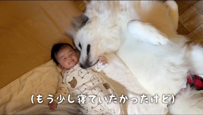 赤ちゃんのいる方へ寝返りをうつ犬