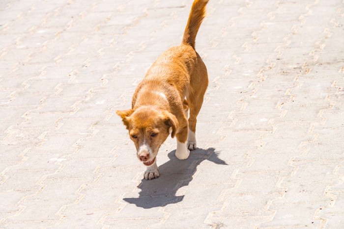 さまよい歩く首輪をしていない犬