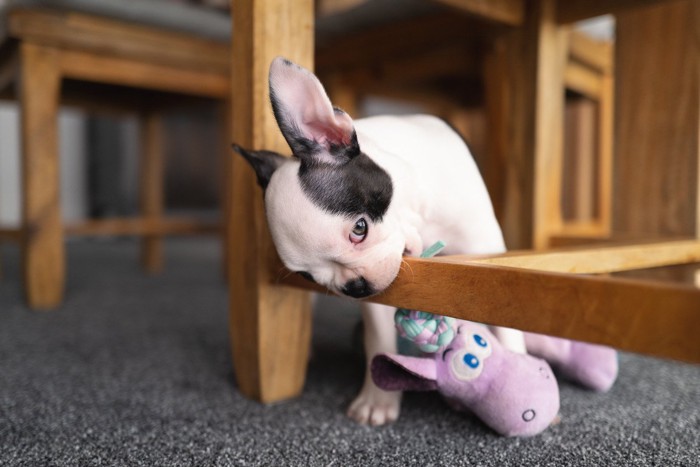 木製の家具を噛んでいる子犬